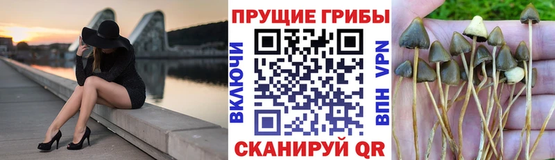 Галлюциногенные грибы прущие грибы  ссылка на мегу как войти  Пучеж  купить наркотик 